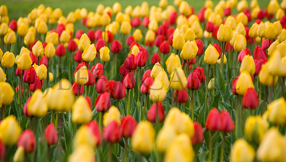 Toronto Tulips