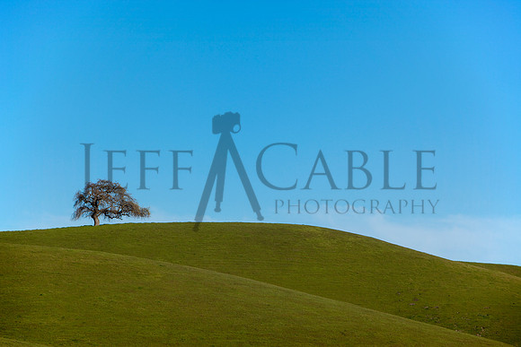 Lonely Tree - California