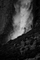 Tree in Front of Yosemite Falls
