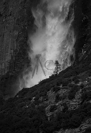 Tree in Front of Yosemite Falls