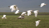 Edit_Tanzania_2016_0788