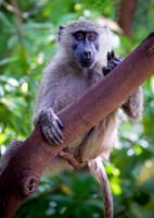 Edit_Tanzania_2016_0233