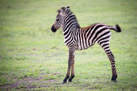 Edit_Tanzania_2016_0643