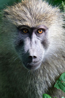 Edit_Tanzania_2016_0225_crop