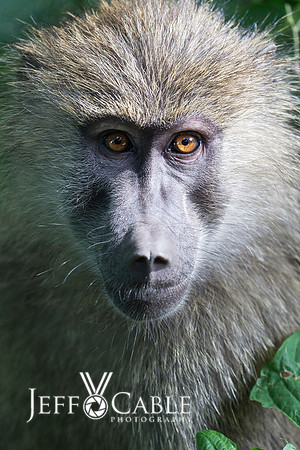 Edit_Tanzania_2016_0225_crop