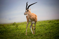 Edit_Tanzania_2016_0735