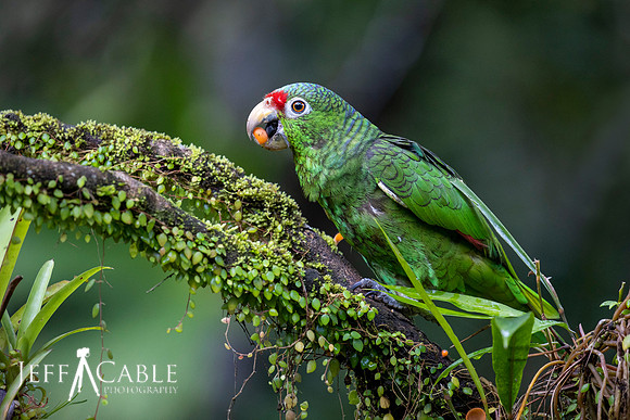 Edit-Costa-Rica-Photo Tour4-1251