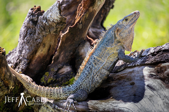 Edit-Costa-Rica-Photo Tour4-0291