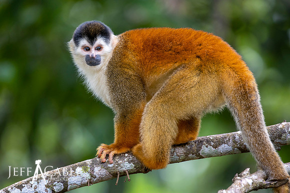 Edit-Costa-Rica-Photo Tour4-1503