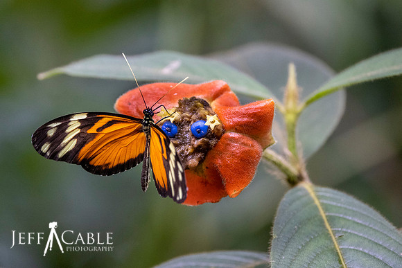 Edit-Costa-Rica-Photo Tour4-2056