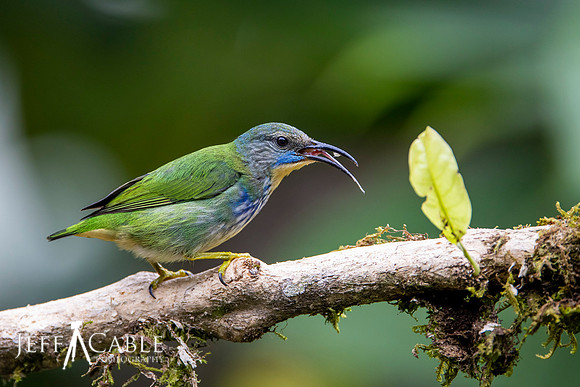 Edit-Costa-Rica-Photo Tour4-2165