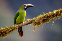 Edit-Costa-Rica-2020-0560