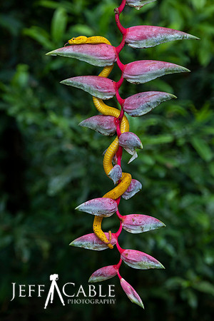 Edit-Costa-Rica-Photo Tour4-1093