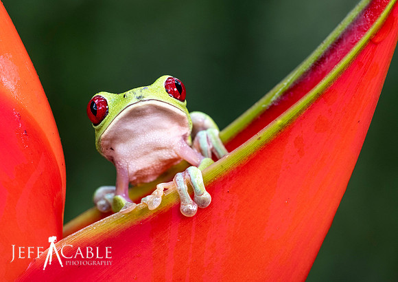 Edit-Costa-Rica-Photo Tour4-0781