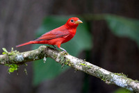 Edit-Costa-Rica-Photo Tour4-0027