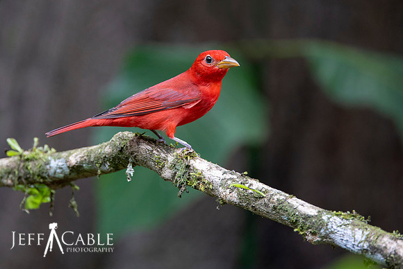 Edit-Costa-Rica-Photo Tour4-0027