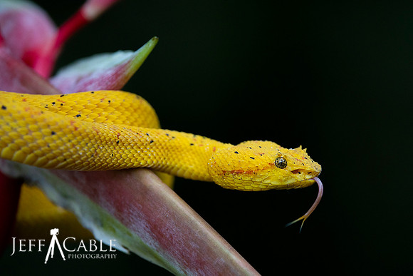 Edit-Costa-Rica-Photo Tour4-1126