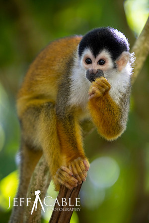 Edit-Costa-Rica-Photo Tour4-0471