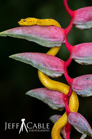 Edit-Costa-Rica-Photo Tour4-1102