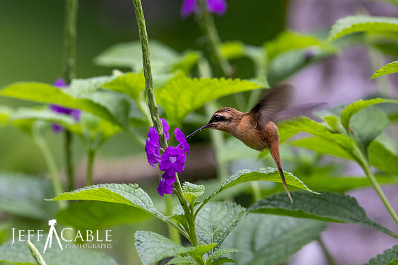 Edit-Costa-Rica-Photo Tour4-2176