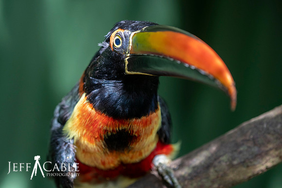 Edit-Costa-Rica-Photo Tour4-0403