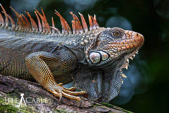Edit-Costa-Rica-Photo Tour4-0647