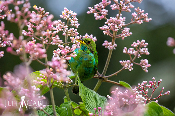 Edit-Costa-Rica-Photo Tour4-1880