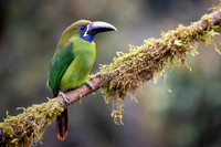 Edit-Costa-Rica-2020-0638