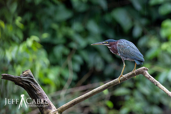 Edit-Costa-Rica-Photo Tour4-0070
