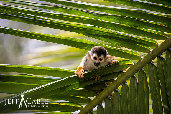 Edit-Costa-Rica-Photo Tour4-1372-mod