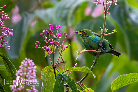 Edit-Costa-Rica-Photo Tour4-1851-crop