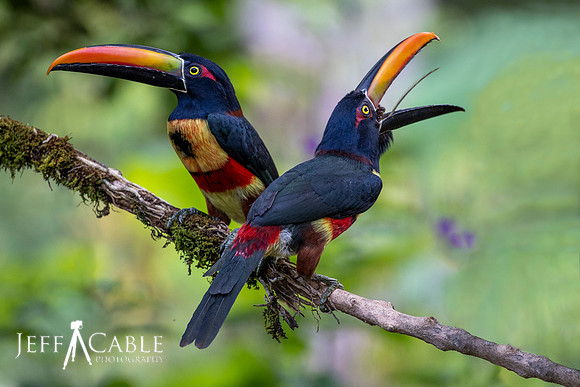 Edit-Costa-Rica-Photo Tour4-1556-mod