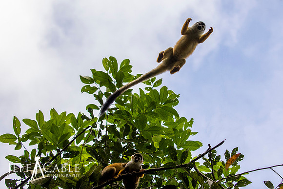 Edit-Costa-Rica-Photo Tour4-1497