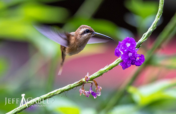 Edit-Costa-Rica-Photo Tour4-1987 2