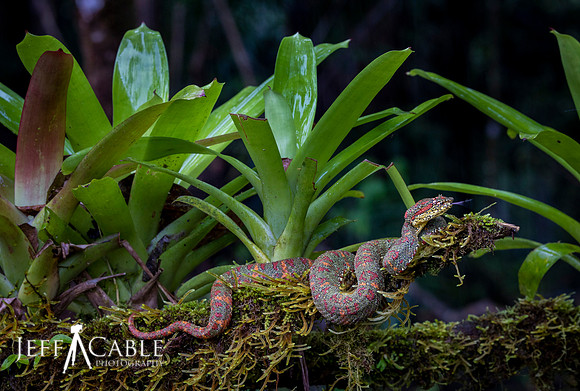 Edit-Costa-Rica-Photo Tour4-1197