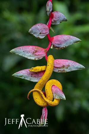 Edit-Costa-Rica-Photo Tour4-1072
