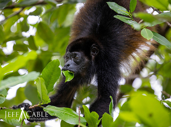 Edit-Costa-Rica-Photo Tour4-0165