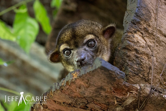 Edit-Costa-Rica-Photo Tour4-0412
