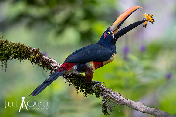 Edit-Costa-Rica-Photo Tour4-1520