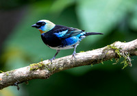 Edit-Costa-Rica-Photo Tour4-0017