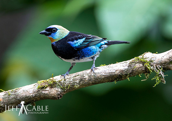 Edit-Costa-Rica-Photo Tour4-0017
