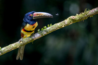 Edit-Costa-Rica-2020-1117