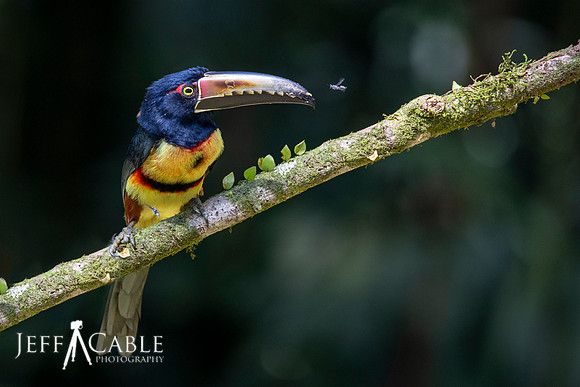 Edit-Costa-Rica-2020-1117