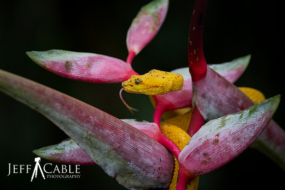 Edit-Costa-Rica-Photo Tour4-1138