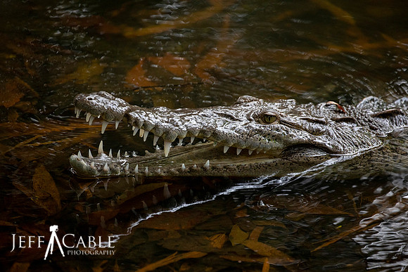 Edit-Costa-Rica-Photo Tour4-0043