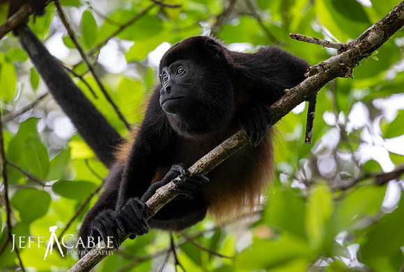 Edit-Costa-Rica-Photo Tour4-0153