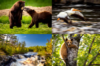 Bears in MN