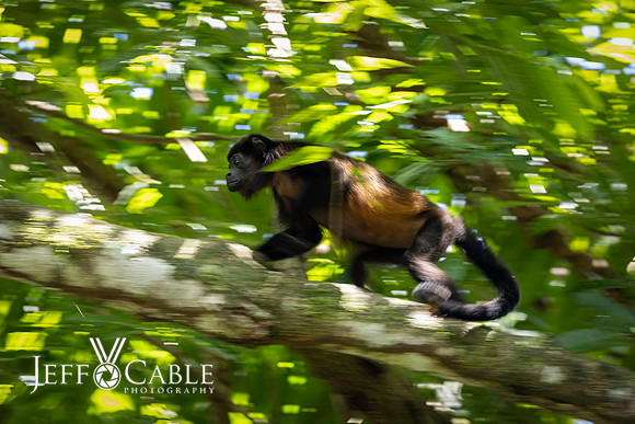 Costa Rica Photo Tours
