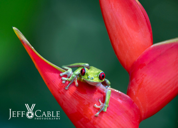 Costa Rica Photo Tours