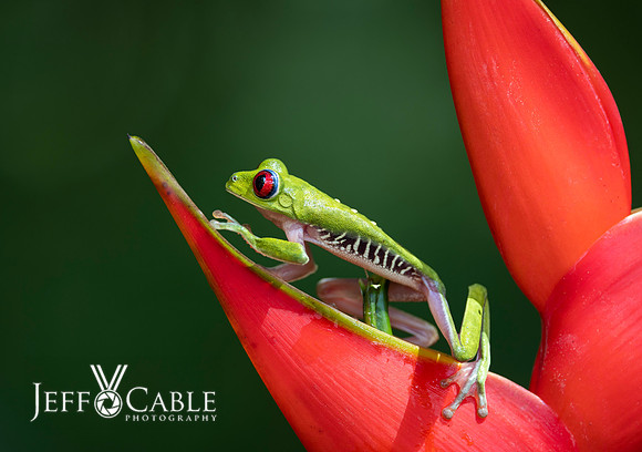 Costa Rica Photo Tours